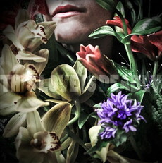 CD REZI PSYCHEDELIC INDIE: THIS LOVE IS DEADLY, THIS LOVE IS DEADLY