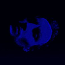 CD REZI INDUSTRIAL DARK POP: FERN - EP